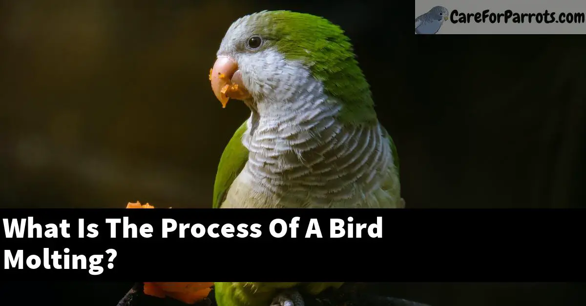 What Is The Process Of A Bird Molting?
