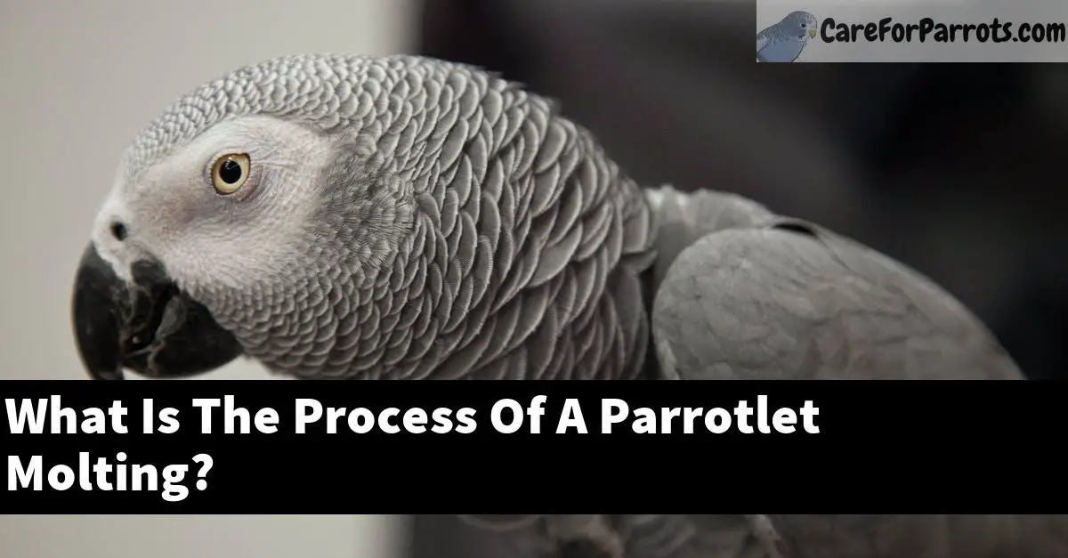 What Is The Process Of A Parrotlet Molting?
