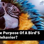 What Is The Purpose Of A Bird'S Preening Behavior?