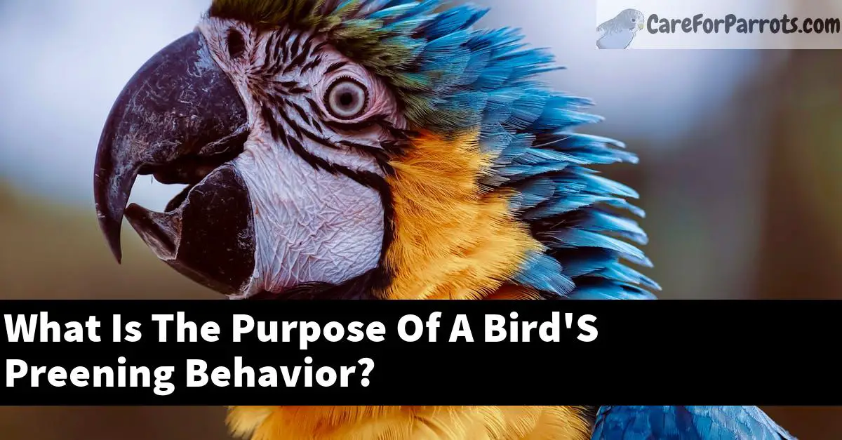 What Is The Purpose Of A Bird'S Preening Behavior?