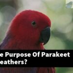 What Is The Purpose Of Parakeet Plucking Feathers?