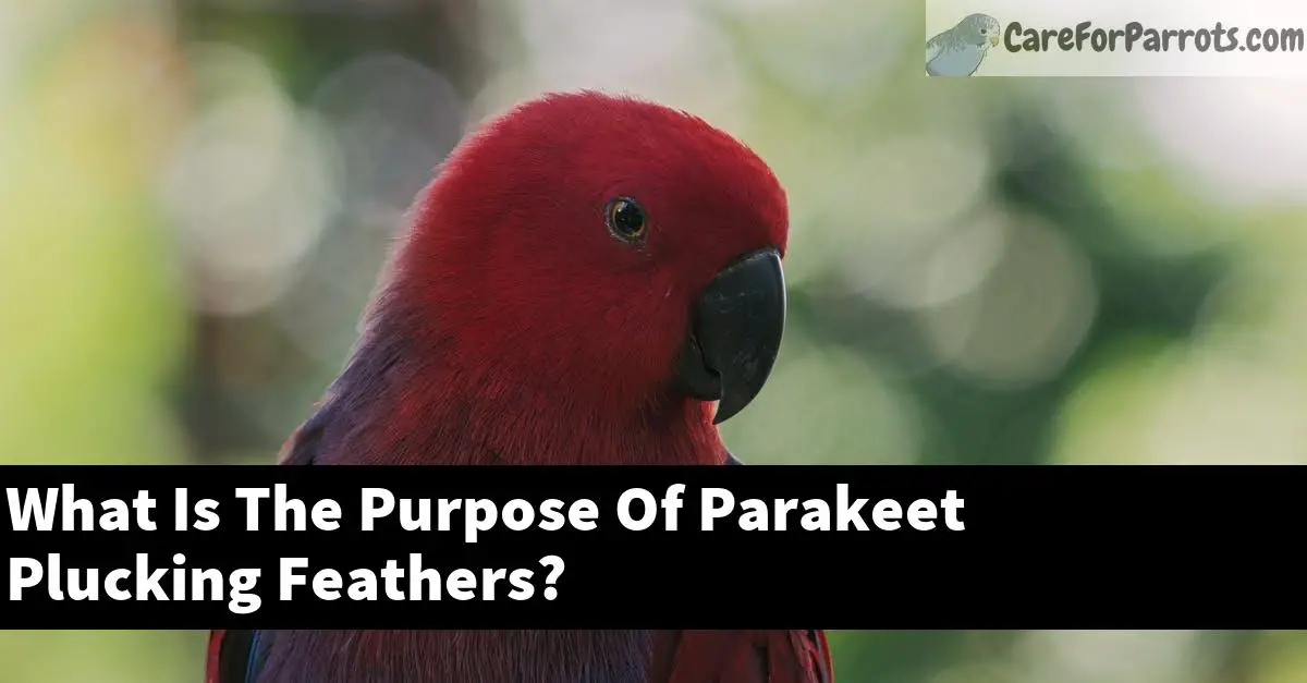 What Is The Purpose Of Parakeet Plucking Feathers?