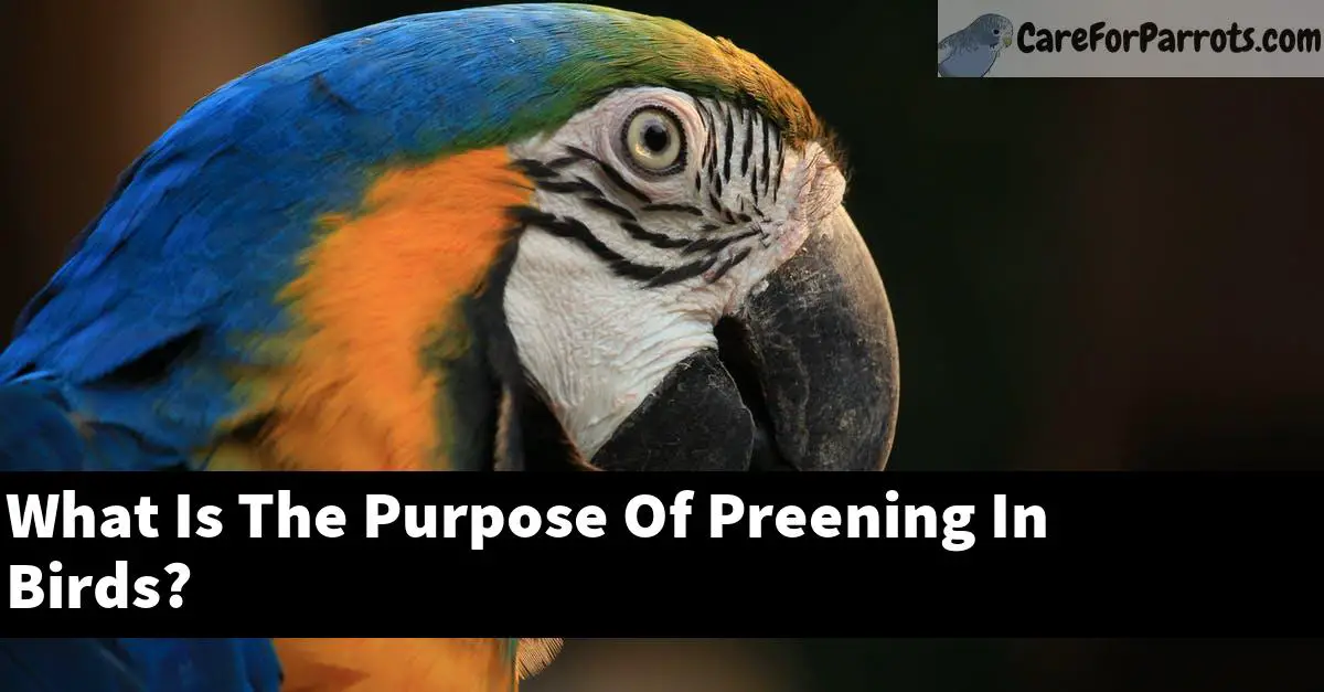 What Is The Purpose Of Preening In Birds?