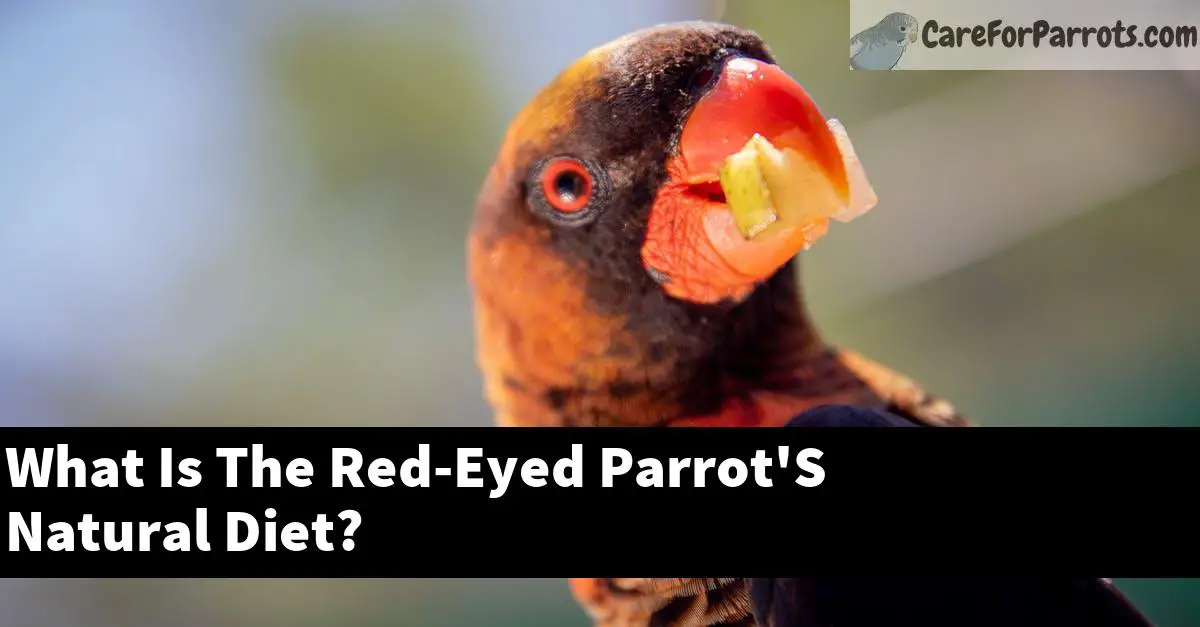 What Is The Red-Eyed Parrot'S Natural Diet?