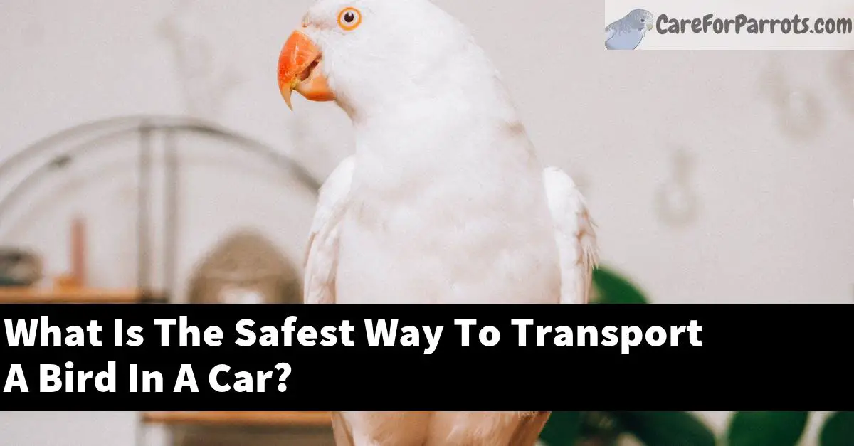 What Is The Safest Way To Transport A Bird In A Car?