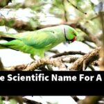 What Is The Scientific Name For A Bald Bird?