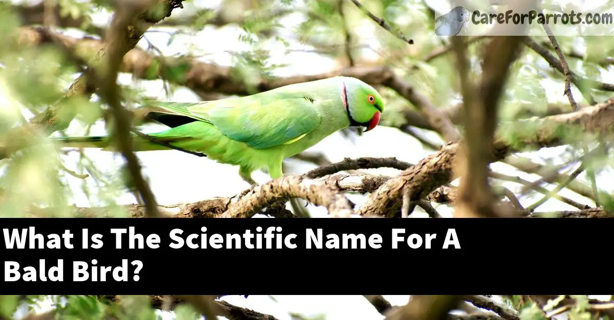 What Is The Scientific Name For A Bald Bird?