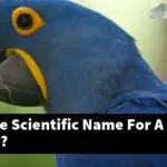 What Is The Scientific Name For A Bird Perch?