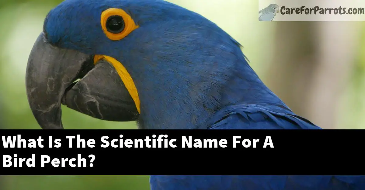 What Is The Scientific Name For A Bird Perch?
