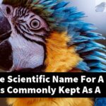What Is The Scientific Name For A Bird That Is Commonly Kept As A Pet?