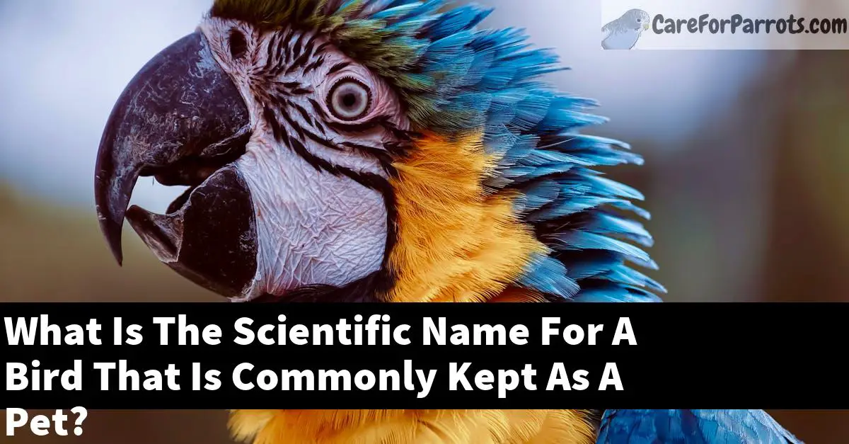 What Is The Scientific Name For A Bird That Is Commonly Kept As A Pet?