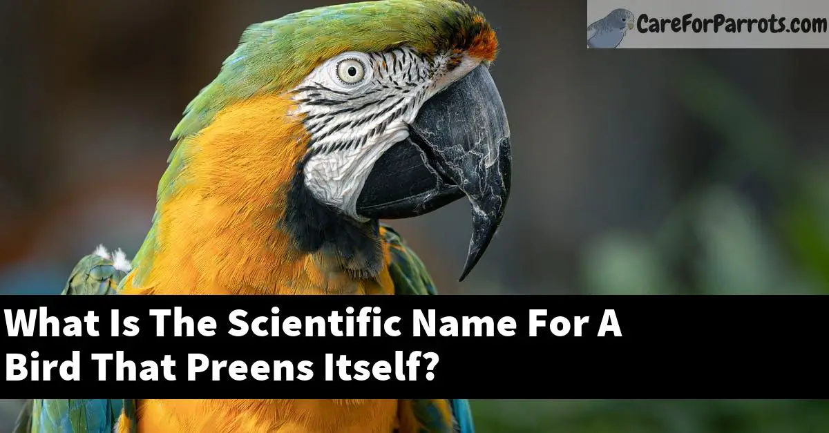 What Is The Scientific Name For A Bird That Preens Itself?