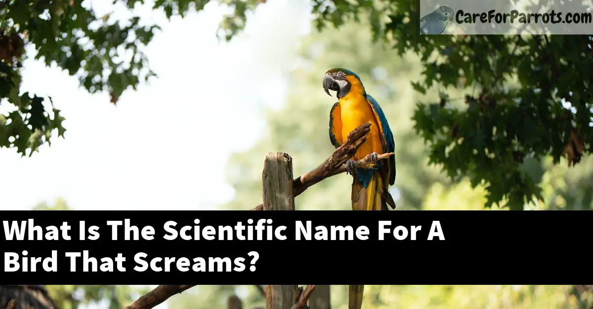 What Is The Scientific Name For A Bird That Screams?