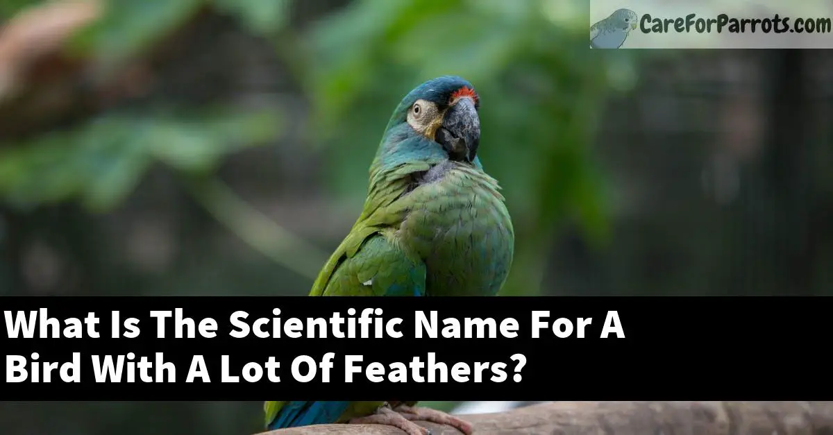 what-is-the-scientific-name-for-a-bird-with-a-lot-of-feathers-care