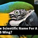 What Is The Scientific Name For A Cockatoo'S Wing?