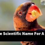 What Is The Scientific Name For A Lovebird?
