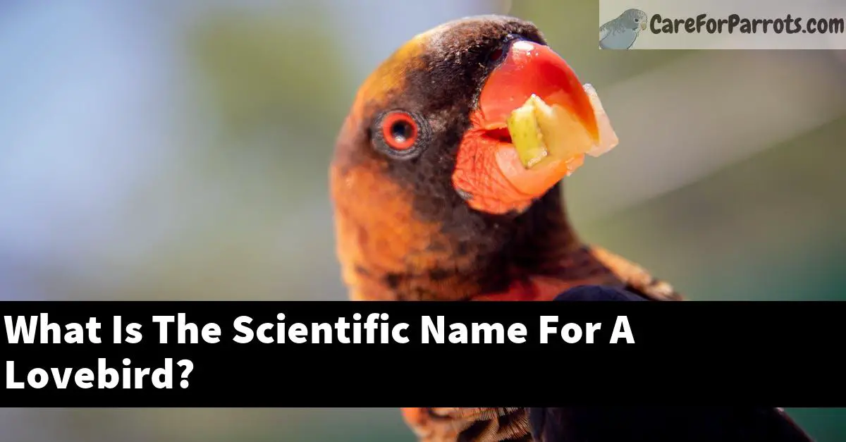 What Is The Scientific Name For A Lovebird?