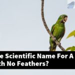 What Is The Scientific Name For A Macaw With No Feathers?