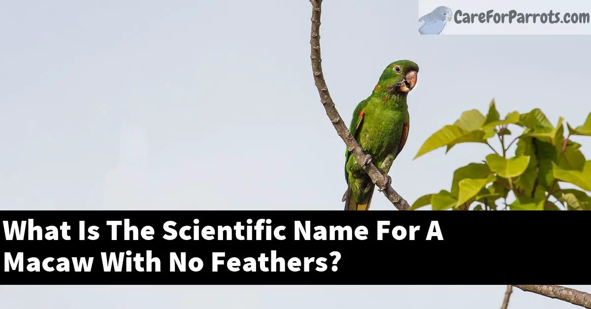 What Is The Scientific Name For A Macaw With No Feathers?
