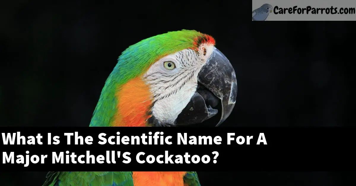 What Is The Scientific Name For A Major Mitchell'S Cockatoo?