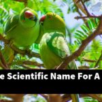What Is The Scientific Name For A Parakeet?
