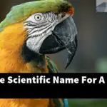 What Is The Scientific Name For A Parrot?