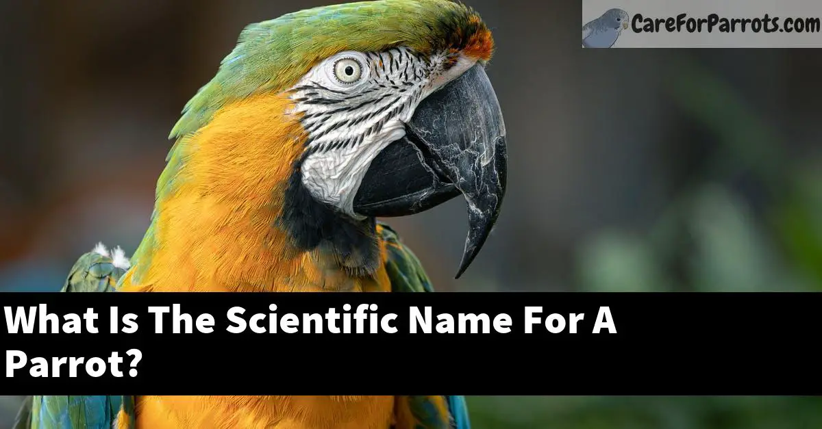 what-is-the-scientific-name-for-a-parrot-care-for-parrots