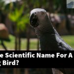 What Is The Scientific Name For A Screaming Bird?