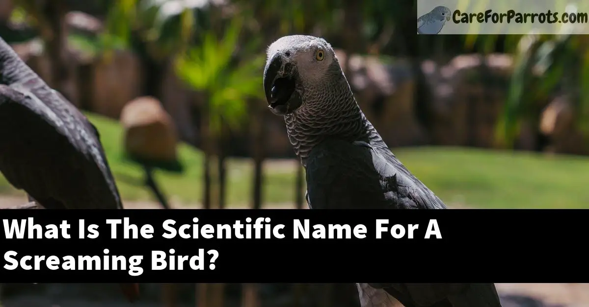 What Is The Scientific Name For A Screaming Bird?