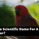 What Is The Scientific Name For A Woodpecker?