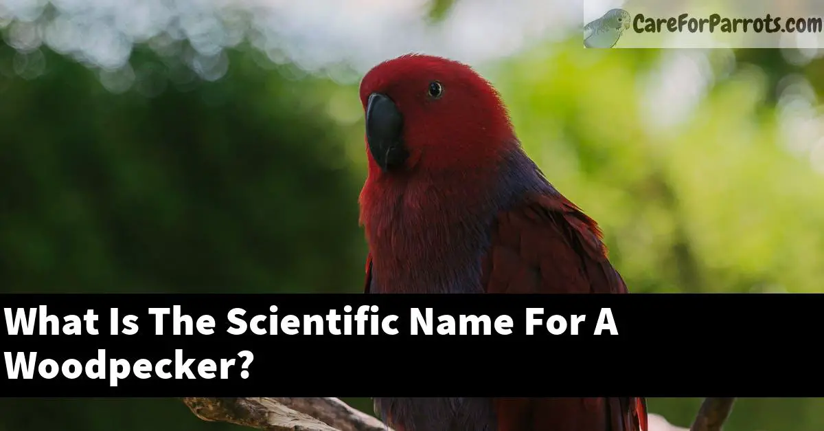 What Is The Scientific Name For A Woodpecker?