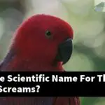 What Is The Scientific Name For The Bird That Screams?