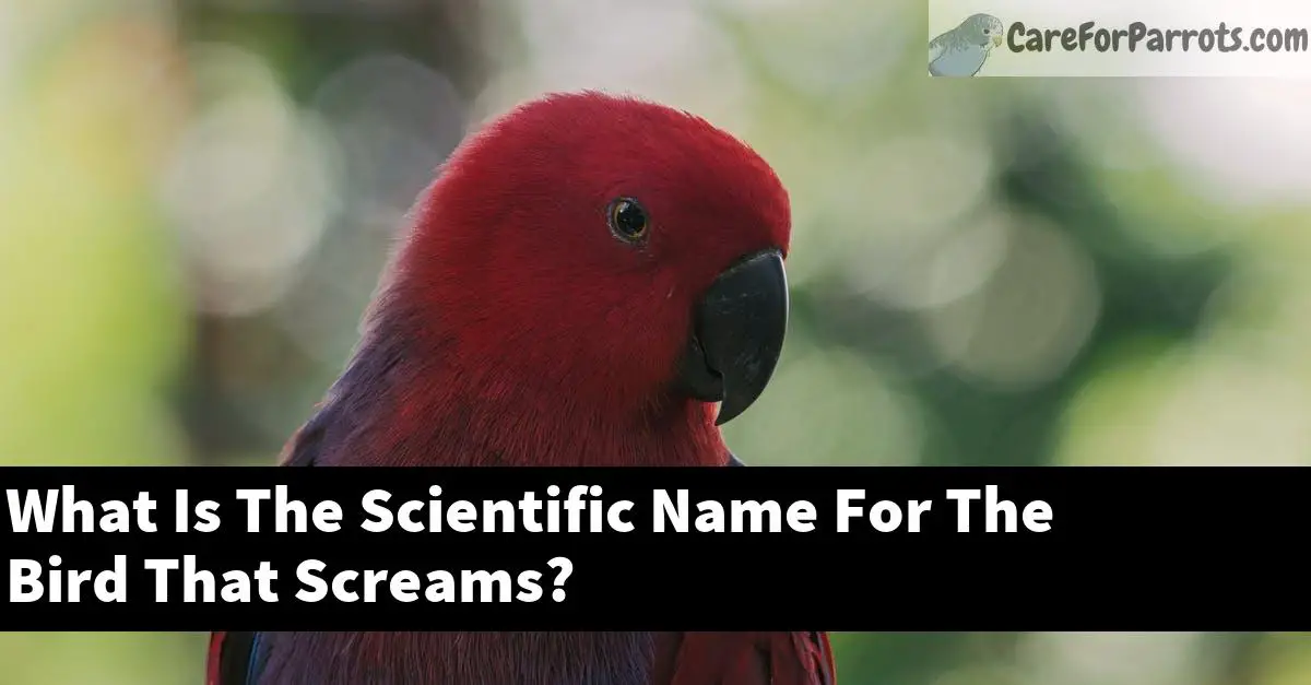 What Is The Scientific Name For The Bird That Screams?