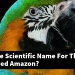 What Is The Scientific Name For The Blue Fronted Amazon?