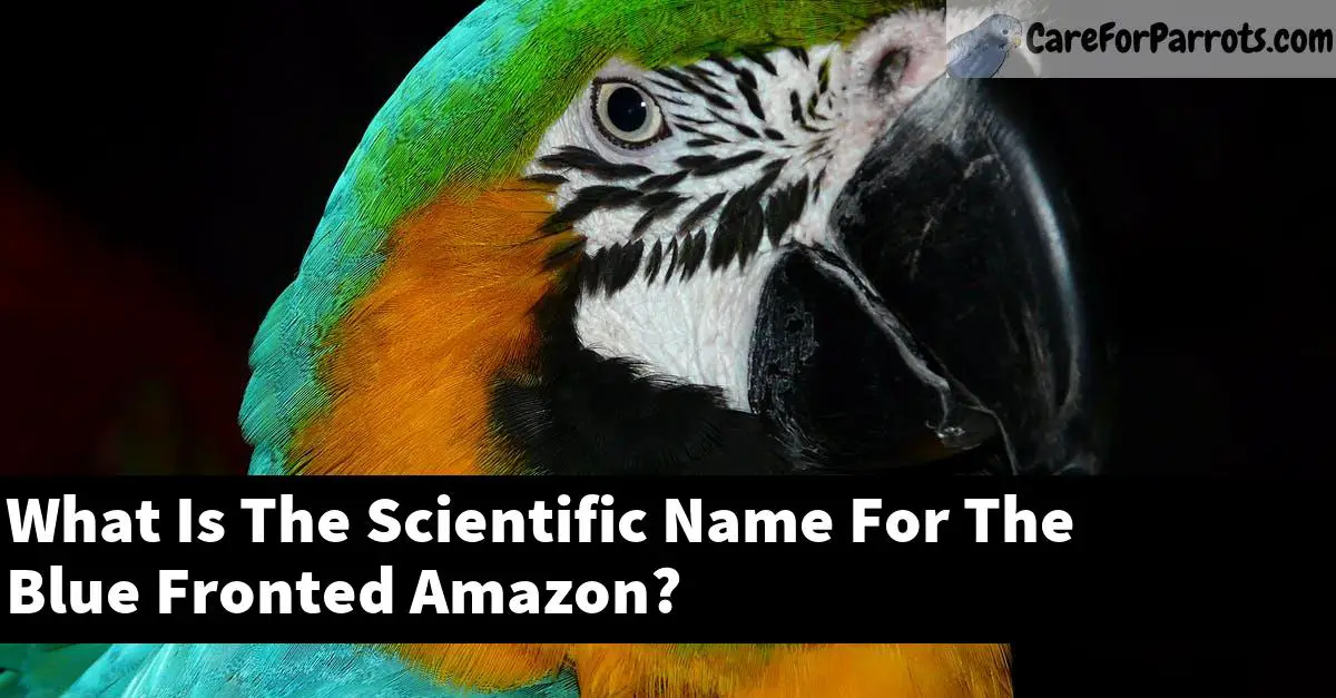 What Is The Scientific Name For The Blue Fronted Amazon?