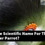 What Is The Scientific Name For The Blue Quaker Parrot?