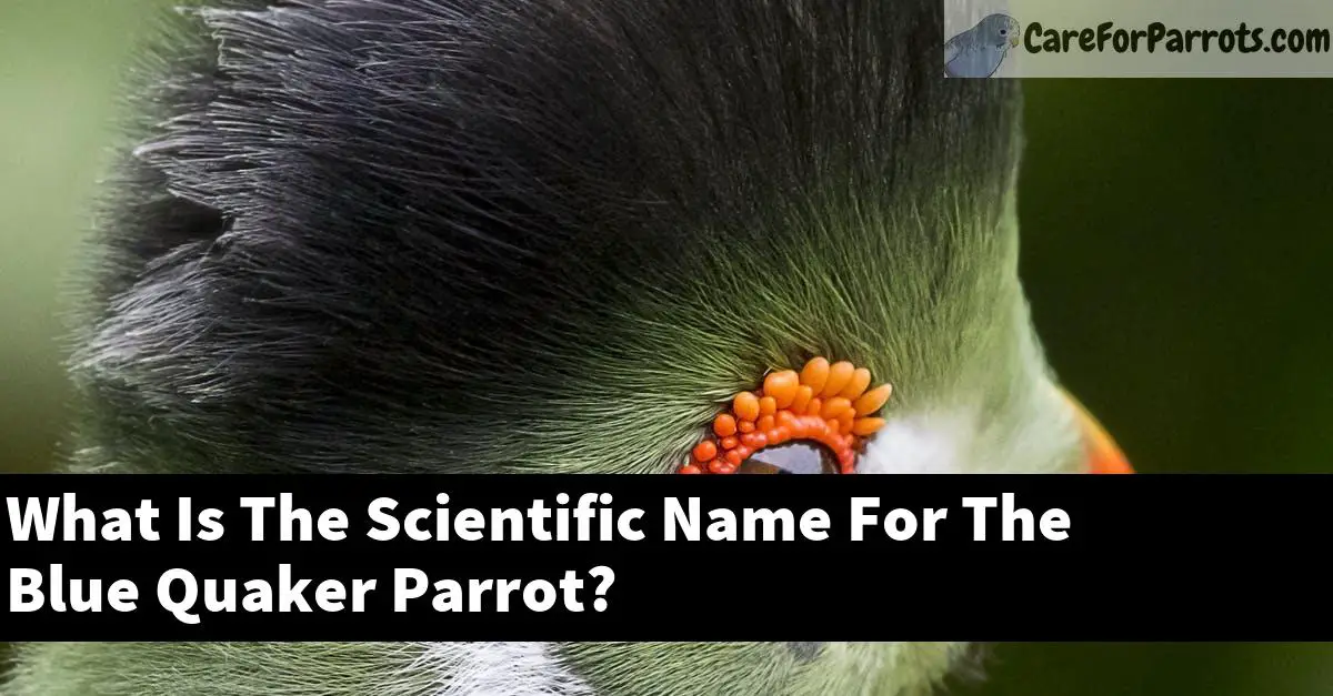 What Is The Scientific Name For The Blue Quaker Parrot?