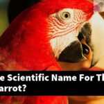 What Is The Scientific Name For The Eclectus Parrot?
