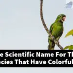 What Is The Scientific Name For The Parrot Species That Have Colorful Feathers?