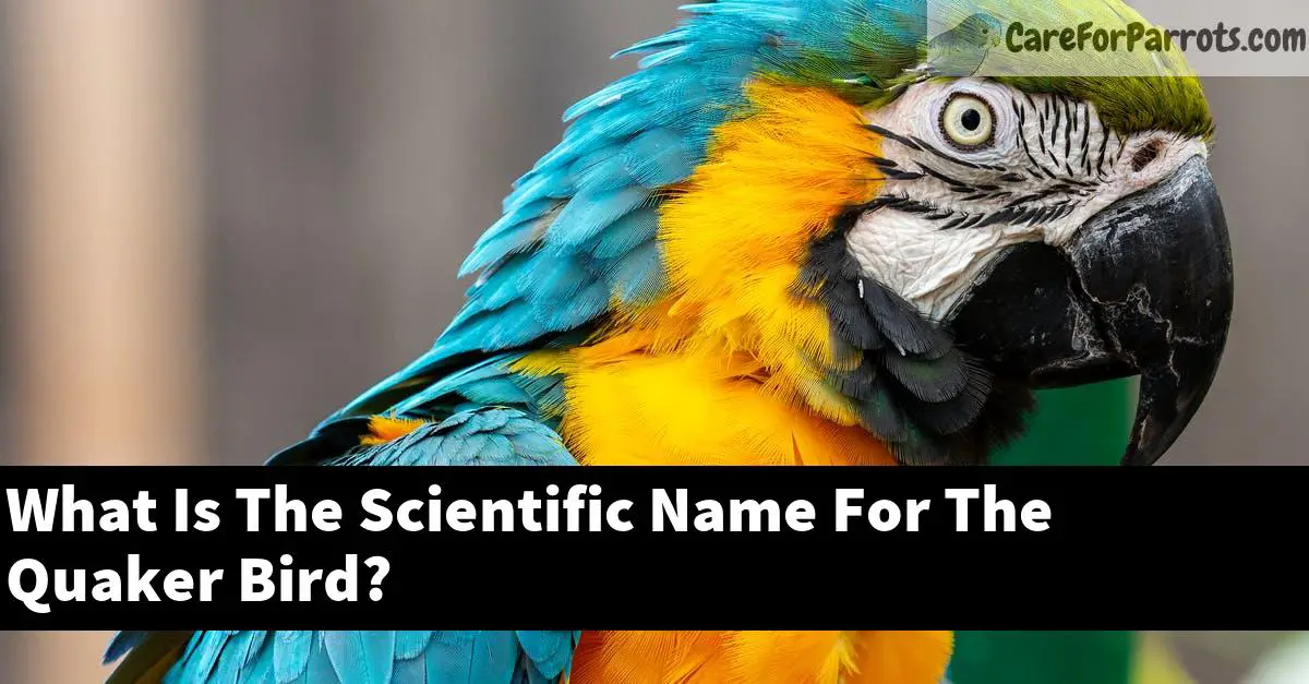 What Is The Scientific Name For The Quaker Bird?