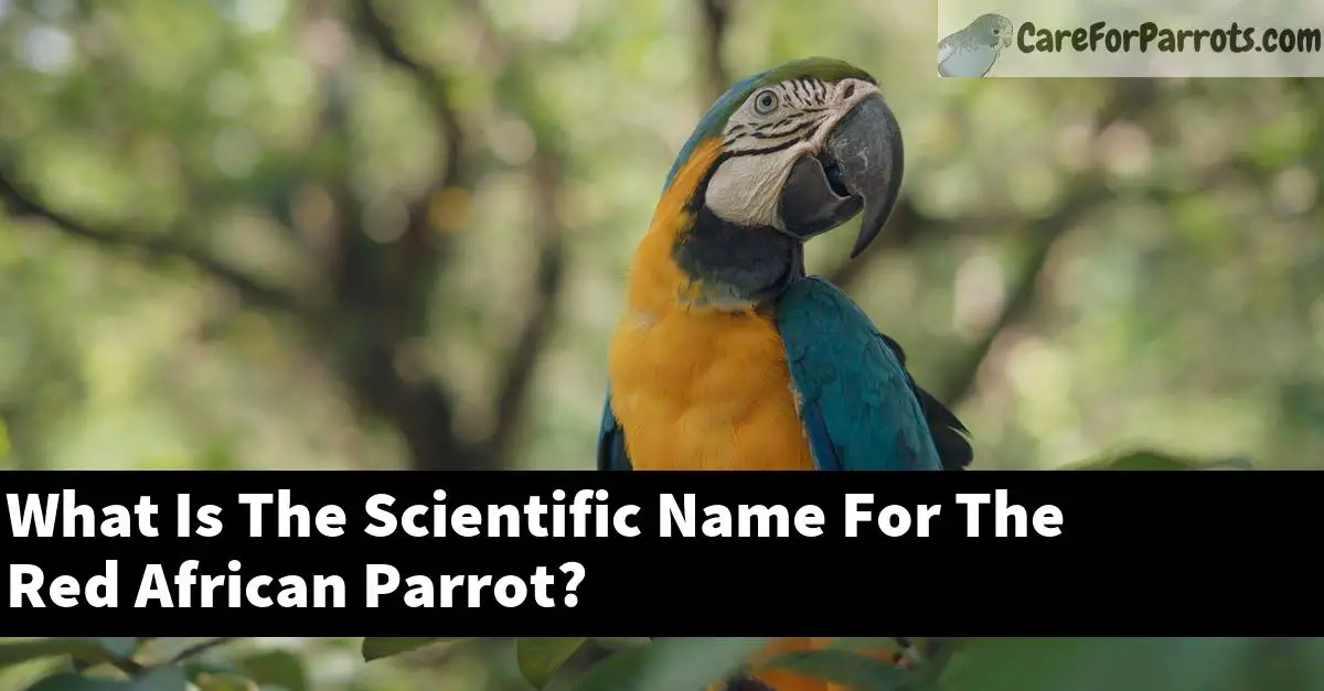 What Is The Scientific Name For The Red African Parrot?