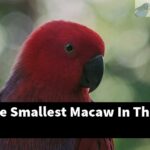 What Is The Smallest Macaw In The World?