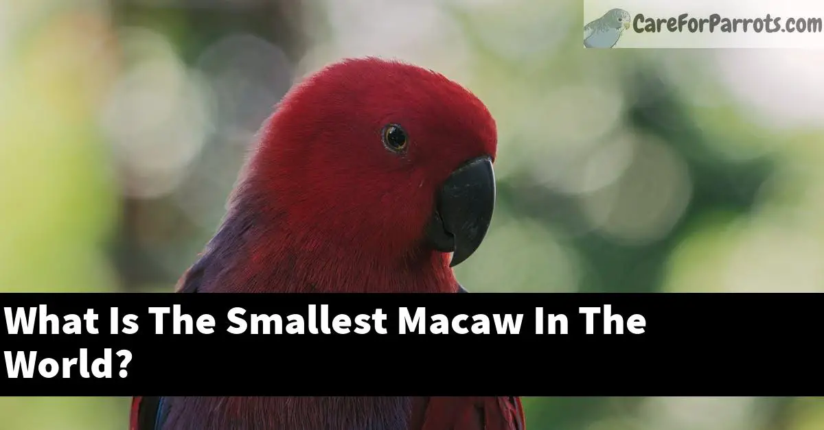 What Is The Smallest Macaw In The World?
