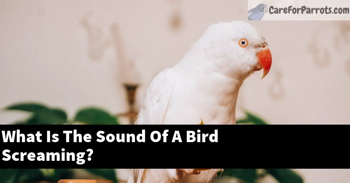 What Is The Sound Of A Bird Screaming? Care For Parrots