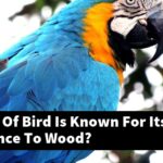 What Kind Of Bird Is Known For Its Resemblance To Wood?
