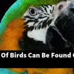What Kind Of Birds Can Be Found On Amazon?