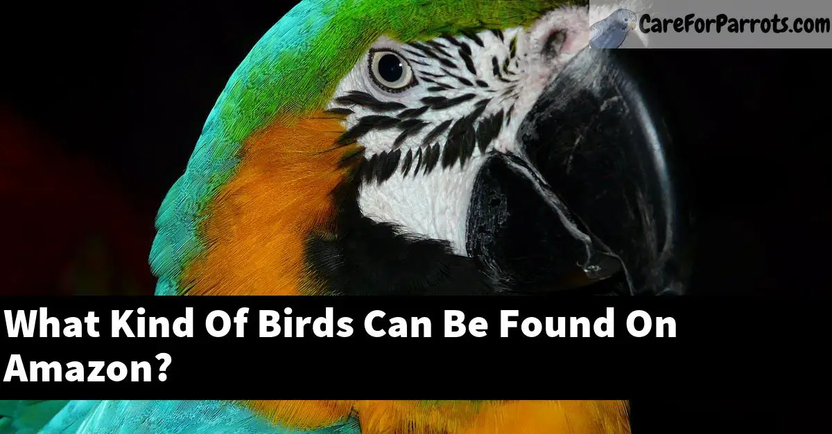 What Kind Of Birds Can Be Found On Amazon?