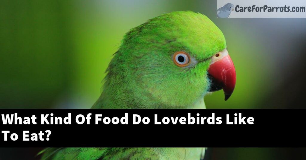 What Kind Of Food Do Lovebirds Like To Eat? Care For Parrots