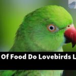 What Kind Of Food Do Lovebirds Like To Eat?