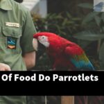What Kind Of Food Do Parrotlets Eat?